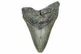 Fossil Megalodon Tooth - North Carolina #342156-1